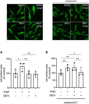 Cannabinoid receptor agonist attenuates angiotensin II–induced enlargement and mitochondrial dysfunction in rat atrial cardiomyocytes